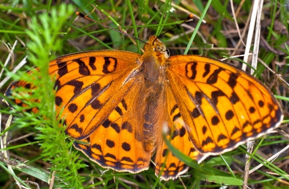 Argynnis adippe